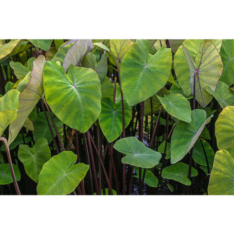 Plant - Violet Stem Taro 1g - IN STORE ONLY