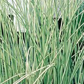 Plant - White Rush 1g - IN STORE ONLY