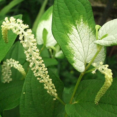 Plant - Lizard Tail 1g - IN STORE ONLY
