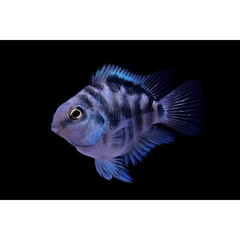 Parrot Polar Blue Convict Hybrid Cichlid - IN STORE ONLY