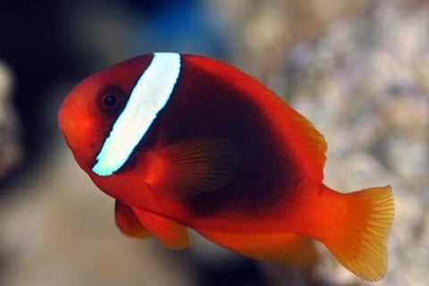 Clownfish - Tomato (IN STORE ONLY)