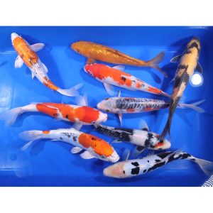 Domestic Koi Long Fin - IN STORE ONLY