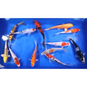 Domestic Koi Long Fin - IN STORE ONLY