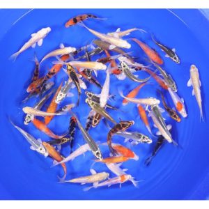 Domestic Koi Long Fin - IN STORE ONLY