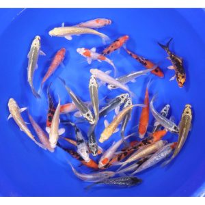 Domestic Koi Long Fin - IN STORE ONLY