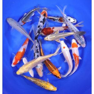 Domestic Koi Long Fin - IN STORE ONLY