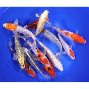 Domestic Koi Long Fin - IN STORE ONLY