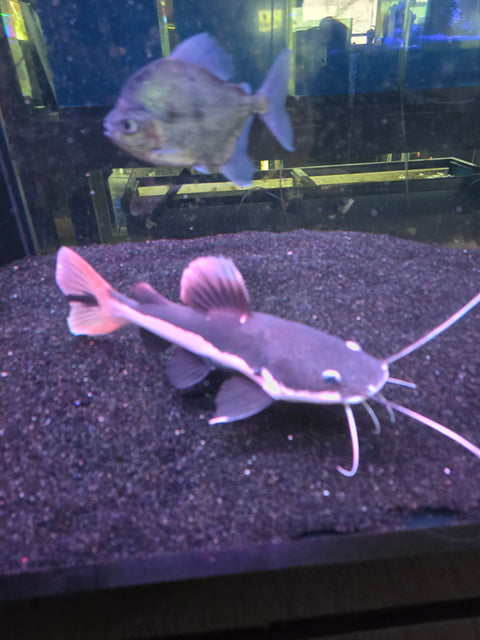 Catfish - Redtail - IN STORE ONLY