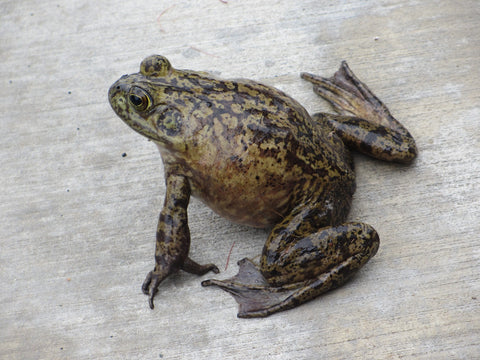 Bullfrog Tadpole