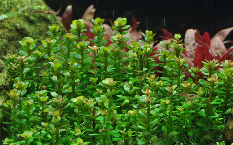 Rotala Indica - IN STORE ONLY