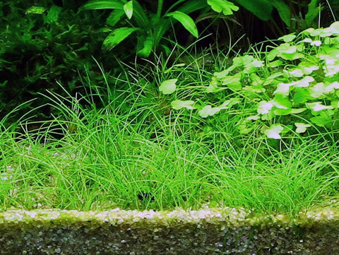 Dwarf Hairgrass - IN STORE ONLY