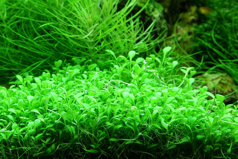 Glossostigma - IN STORE ONLY