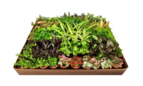 2" Colorful Foliage Live Plant Mix