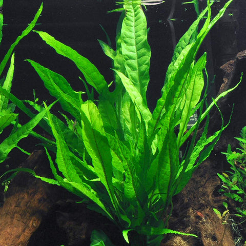 Java Fern - IN STORE ONLY