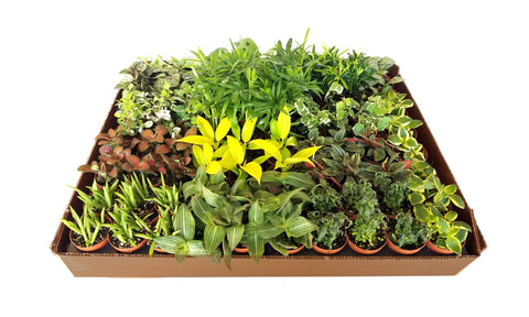 2" Colorful Foliage Live Plant Mix