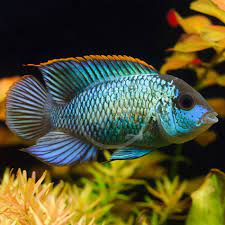Acara Blue Cichlid - IN STORE ONLY