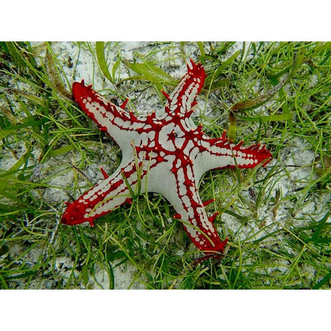 African Redtip Starfish  (IN STORE ONLY)