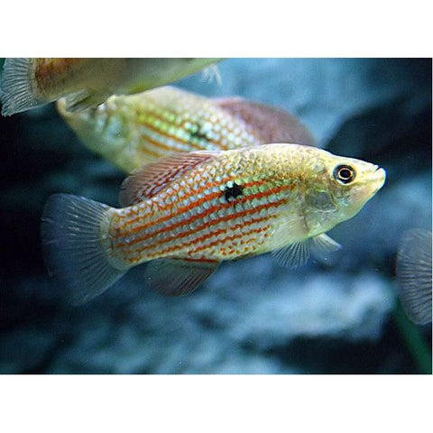 American Flagfish Killifish - IN STORE ONLY
