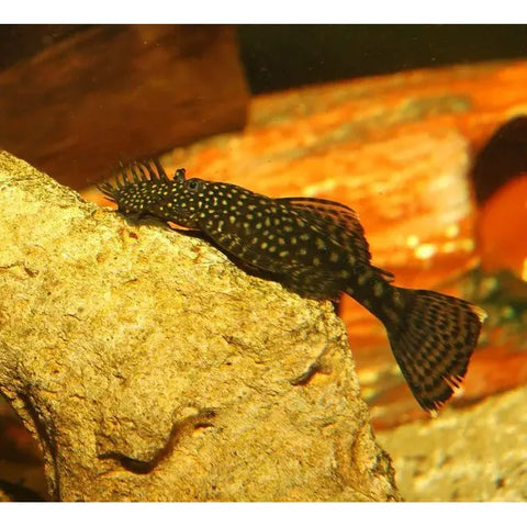 Bristlenose Pleco - IN STORE ONLY