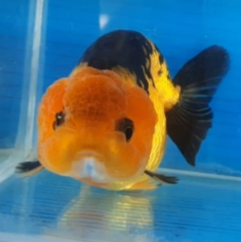 Apache - Show Grade Juvenile Lionchu Ranchu Big Head - IN STORE ONLY