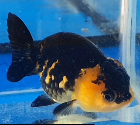 Apache - Show Grade Juvenile Lionchu Ranchu Big Head - IN STORE ONLY