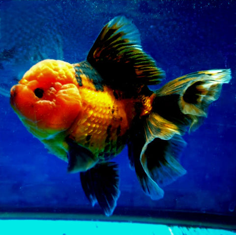 Apache - Show Grade Juvenile Oranda Regular Body - IN STORE ONLY