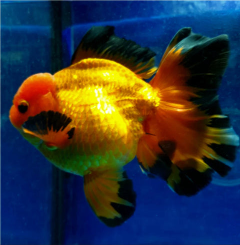 Apache - Show Grade Juvenile Oranda Regular Body - IN STORE ONLY