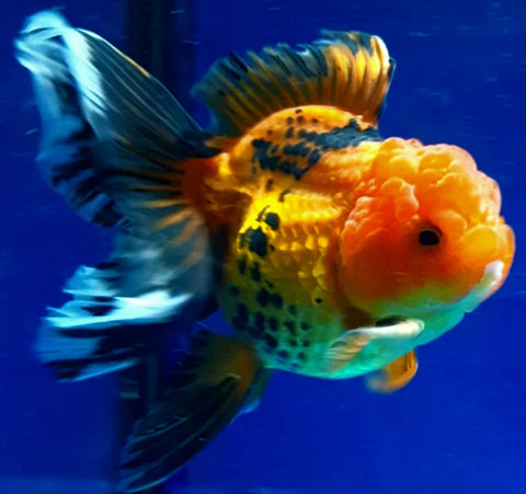 Apache - Show Grade Juvenile Oranda Regular Body - IN STORE ONLY