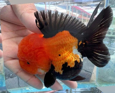 Apache - Show Grade Juvenile Oranda Short Body - IN STORE ONLY