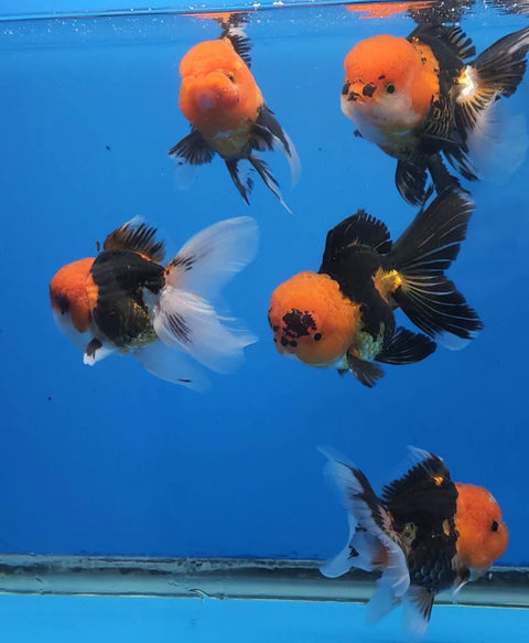 Apache - Show Grade Juvenile Oranda Short Body - IN STORE ONLY