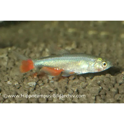 Bloodfin Tetra - IN STORE ONLY