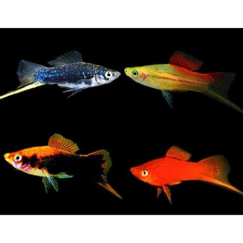 Assorted Swordtail - IN STORE ONLY