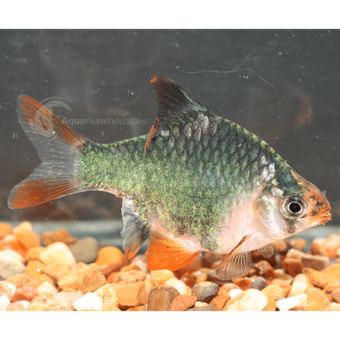 Tiger Barb - IN STORE ONLY