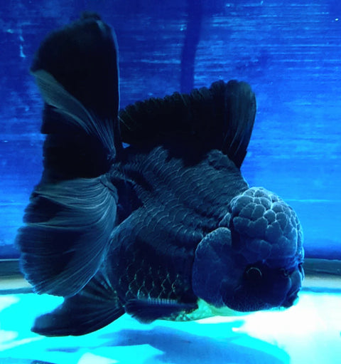 Black - Show Grade Juvenile Oranda Regular Body - IN STORE ONLY