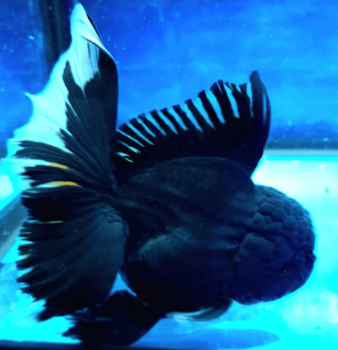 Black - Show Grade Juvenile Oranda Regular Body - IN STORE ONLY