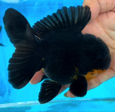 Black - Show Grade Juvenile Oranda Short Body - IN STORE ONLY