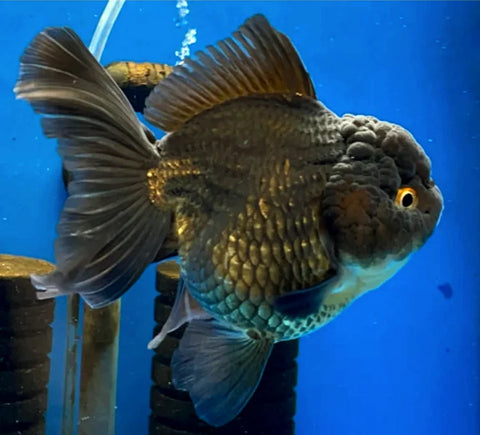 Black - Show Grade Juvenile Oranda Short Body - IN STORE ONLY