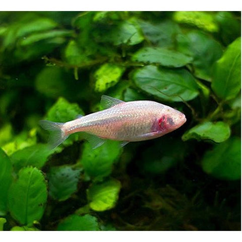 Blind Cave Fish Tetra - IN STORE ONLY