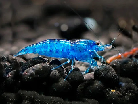 Shrimp - Blue Velvet - IN STORE ONLY