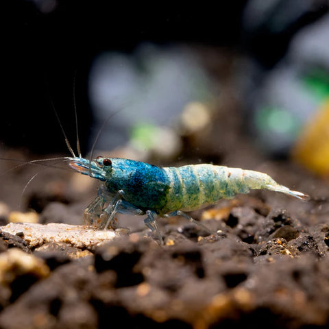 Shrimp - Blue Bolt - IN STORE ONLY