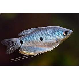 Blue Gourami - IN STORE ONLY