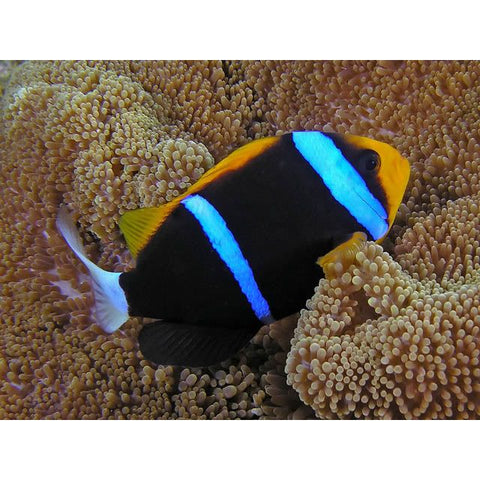 Blue Stripe Clownfish (IN STORE ONLY)