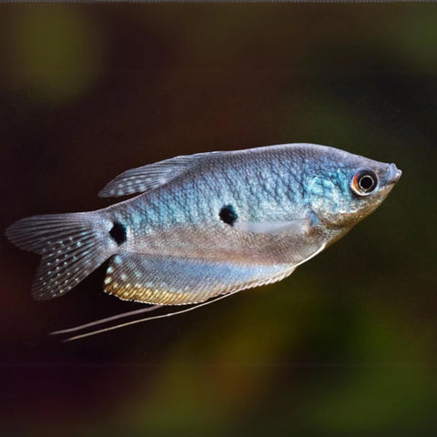 Gourami - Blue - IN STORE ONLY