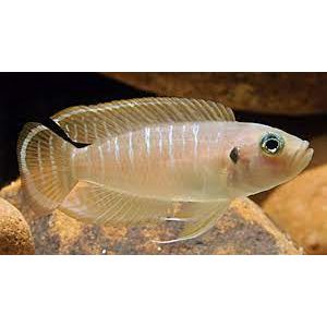 Brevis Shell Dweller Cichlid - IN STORE ONLY