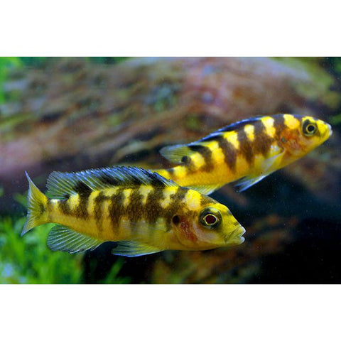 Bumble Bee Cichlid - IN STORE ONLY