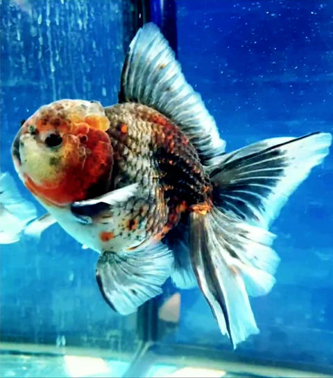 Calico/Kirin - Show Grade Juvenile Oranda Regular Body - IN STORE ONLY