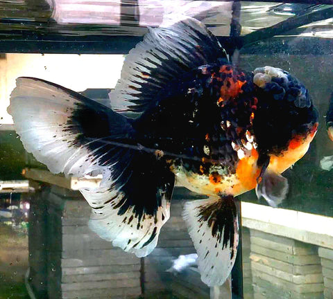 Calico/Kirin - Show Grade Juvenile Oranda Regular Body - IN STORE ONLY