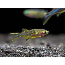 Celebes Rainbowfish - IN STORE ONLY