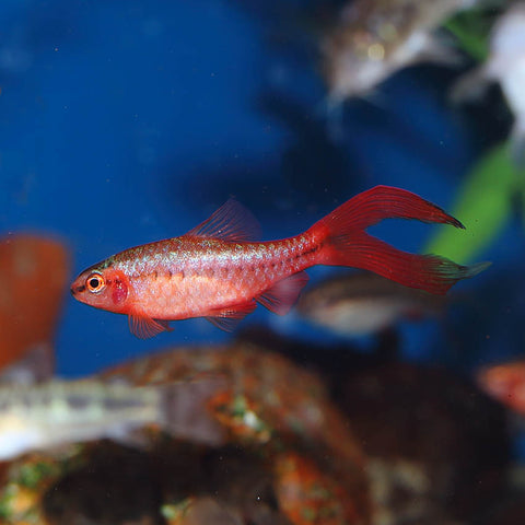Cherry Veiltail Barb - IN STORE ONLY