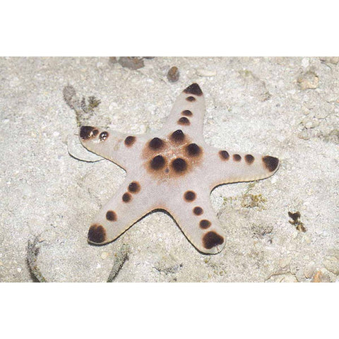 Chocolate Chip Starfish (IN STORE ONLY)